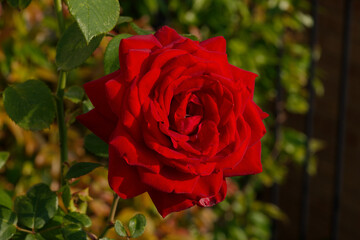 A lovely red Wichura rose flower head
