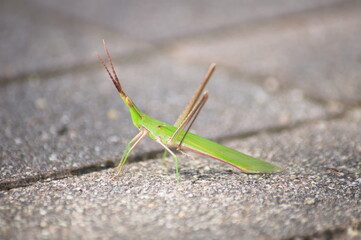 かっこいいショウリョウバッタ
