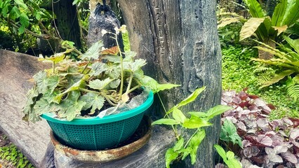 Fototapeta premium A colorful bucket filled with flowers sits in a lush garden surrounded by plants, trees, and a small waterfall, capturing the essence of spring and nature.