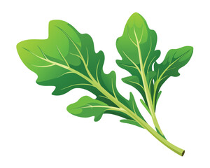 Arugula vector illustration on white background