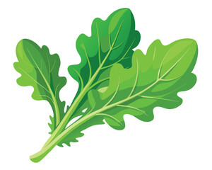 Arugula vector illustration on white background