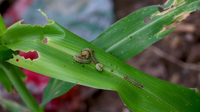 In the maize field, the armyworm attack the maize leaves, causing damage to the maize leaves, causing major losses to the maize itself. Maize is damaged by the fall armyworm Spodoptera frugiparda. att