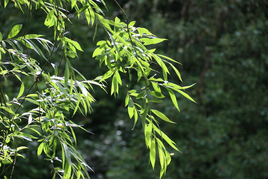 green leaves