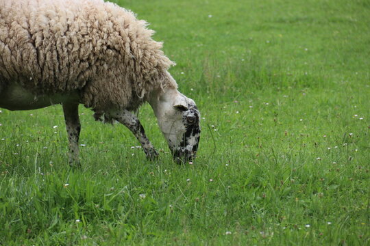 sheep eats grass