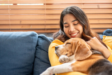 Adorable Beagle dog puppy sleeping on young female owner's shoulder. 