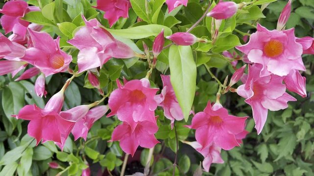 Dipladenia, Sanderi, Sundaville