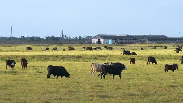 Organic milk and beef production. Free range cows grazing on green farm pasture. Feeding of cattle on farmland grassland