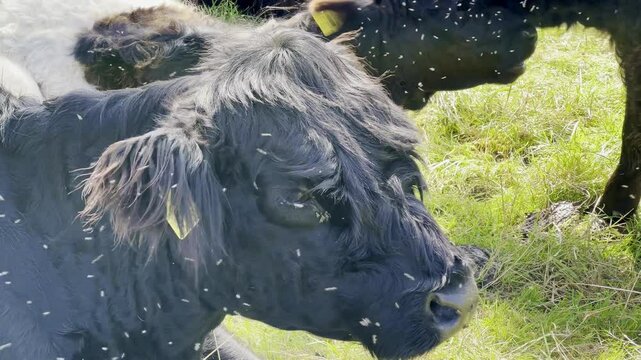 Flies, mosquit, Galloway