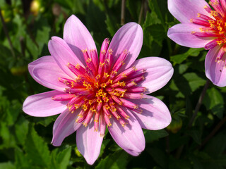 Closeup of flower of Dahlia 'Dalina Maxi Starburst' in  garden in late summer