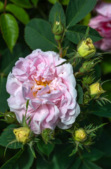 Blooming rose close-up. Soft focus. Beautiful flowers.