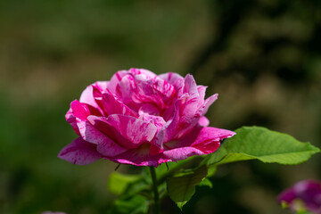 Blooming rose close-up. Soft focus. Beautiful flowers.