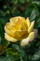 Blooming yellow rose close-up. Soft focus. Beautiful flowers.