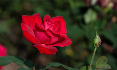 Red rose close-up. Soft focus. Beautiful flowers.