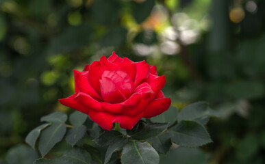 Red rose close-up. Soft focus. Beautiful flowers.