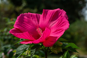 Obraz premium Close-up of blooming hibiscus. Soft focus. Beautiful flowers.
