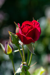 Red rose close-up. Soft focus. Beautiful flowers.