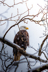 Eagle Perched on a Snow-Covered Branch, Scanning for Prey