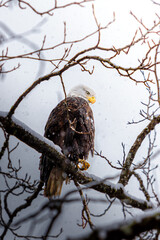 Eagle Perched on a Snow-Covered Branch, Scanning for Prey