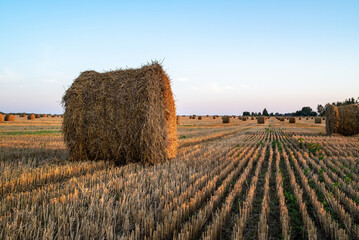 Straw bales in a field in the evening after harvest