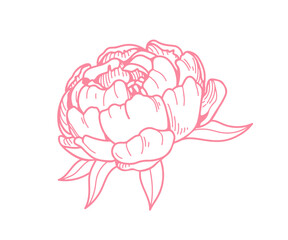Peony flower blossom in retro etched style, botanical drawing. Outlined contoured floral bud, gorgeous bloom. Vintage detailed sketch, hand-drawn vector illustration isolated on white background.