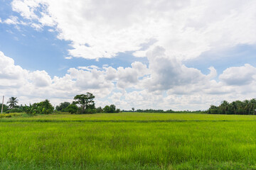 A vibrant green rice field stretches under a vast blue sky dotted with fluffy white clouds. The...