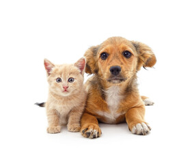 Obraz premium Kitten and puppy.