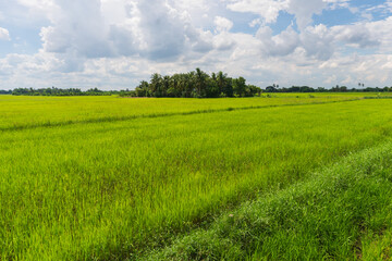 A vibrant green rice field stretches under a vast blue sky dotted with fluffy white clouds. The lushness of the crop and the expansive sky create a serene and tranquil scene, evoking a sense of peace