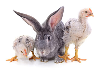 White chickens and rabbit.