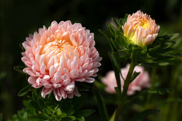 Closeup of flowers of China Aster (Callistephus chinensis 'Duchess Apricot') in a garden in summer