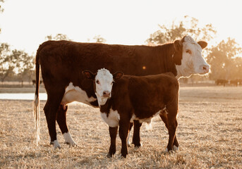 Cattle at Sunset in a Field