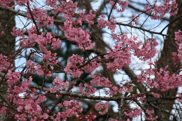 Pink cherry blossom blooming in spring 