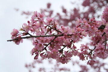 pink cherry blossom