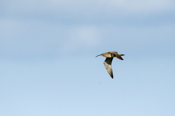 Großer Brachvogel (Numenius arquata) in der Abendsonne	