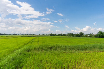 A vibrant green rice field stretches under a vast blue sky dotted with fluffy white clouds. The lushness of the crop and the expansive sky create a serene and tranquil scene, evoking a sense of peace