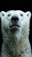 Obraz premium Close-Up Portrait of a Polar Bear Against a Dark Background Capturing Intense Expression