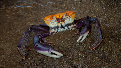 crab on the beach