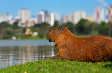 Capybara on the lake