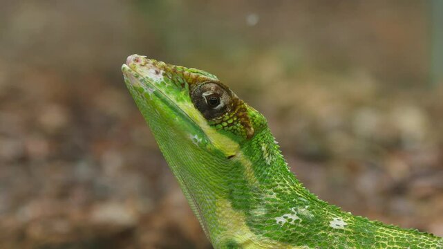 Green Anolis Lizard with Open Mouth - Close-Up of Reptile Displaying Natural Behavior