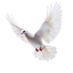 Obraz premium White dove flying.