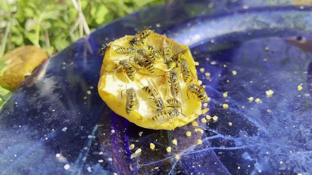 Wasp, Vespula germanica