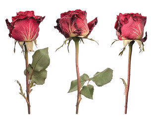 Wilted red roses in various stages of decay, isolated on white background. PNG transparent.