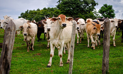 cows on the farm