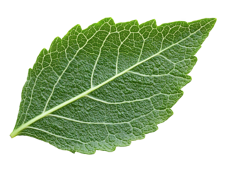 leaf isolated transparent png background