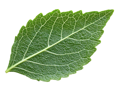 leaf isolated transparent png background