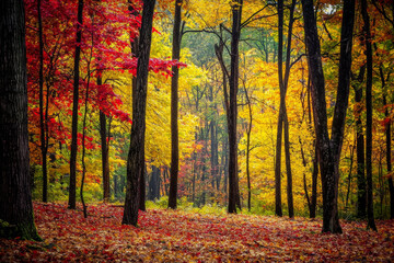 A vibrant autumn forest showcasing colorful leaves in shades of red, orange, and yellow, creating a serene natural landscape.