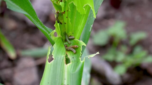 In the maize field, the armyworm attack the maize leaves, causing damage to the maize leaves, causing major losses to the maize itself. Maize is damaged by the fall armyworm Spodoptera frugiparda. att