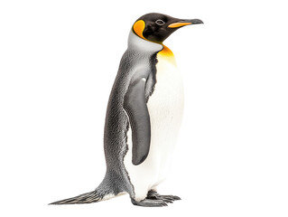 Fototapeta premium Penguin standing on a white background. PNG transparent.