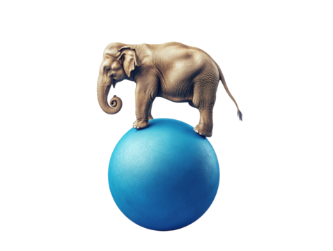 Elephant balancing on a blue ball on a white background. PNG transparent.