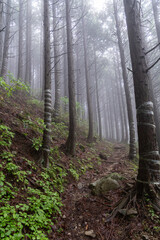 霧に覆われた森