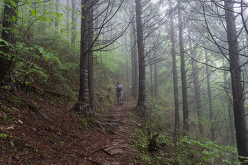 Obraz premium 霧に覆われた森